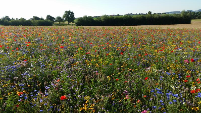 Blumenwiese